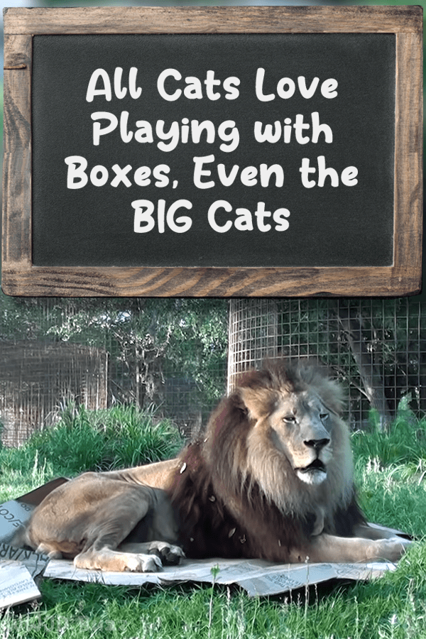 All Cats Love Playing with Boxes, Even the BIG Cats