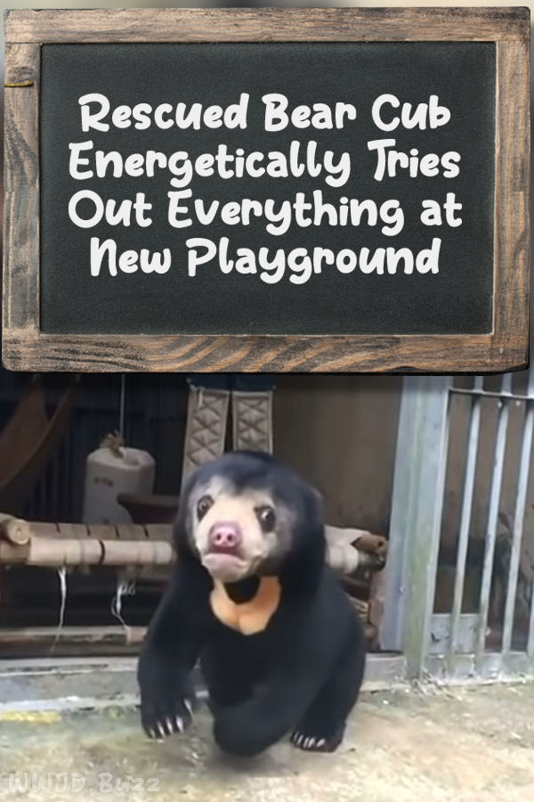 Rescued Bear Cub Energetically Tries Out Everything at New Playground