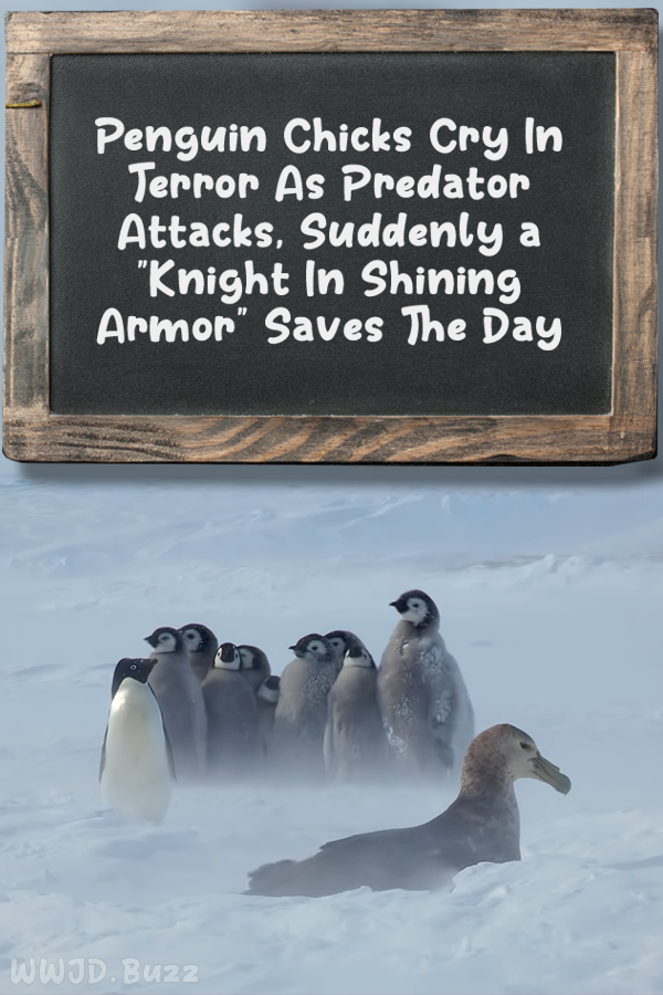 Penguin Chicks Cry In Terror As Predator Attacks, Suddenly a \