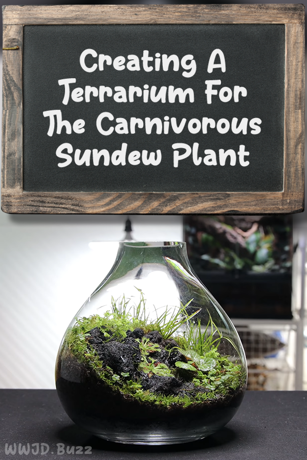 Creating A Terrarium For The Carnivorous Sundew Plant