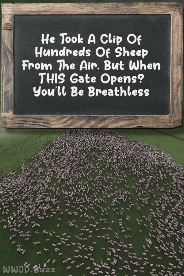 He Took A Clip Of Hundreds Of Sheep From The Air. But When THIS Gate Opens? You\'ll Be Breathless
