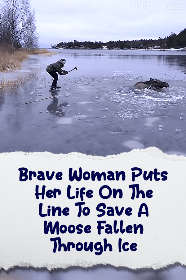 Brave Woman Puts Her Life On The Line To Save A Moose Fallen Through Ice