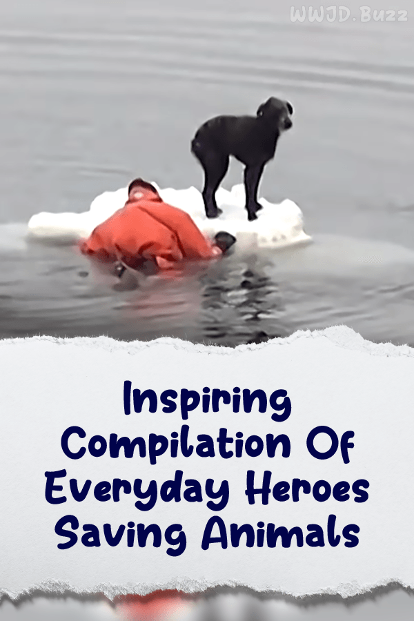 Inspiring Compilation Of Everyday Heroes Saving Animals