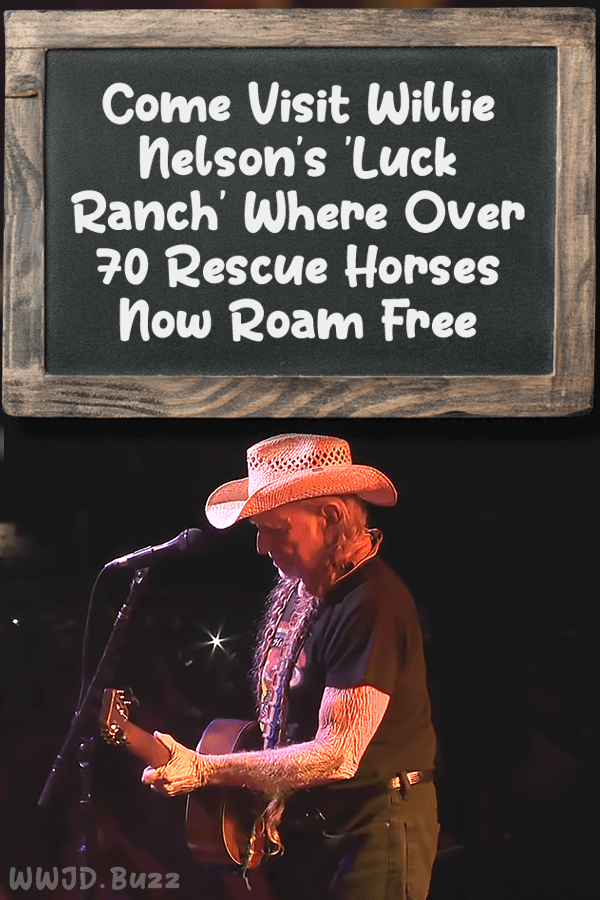 Come Visit Willie Nelson\'s \'Luck Ranch\' Where Over 70 Rescue Horses Now Roam Free