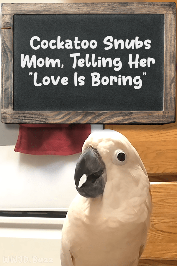Cockatoo Snubs Mom, Telling Her \