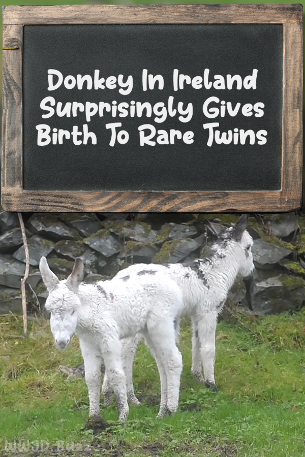 Donkey In Ireland Surprisingly Gives Birth To Rare Twins