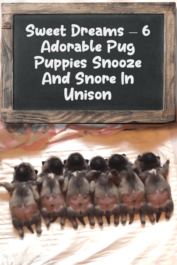 Sweet Dreams – 6 Adorable Pug Puppies Snooze And Snore In Unison