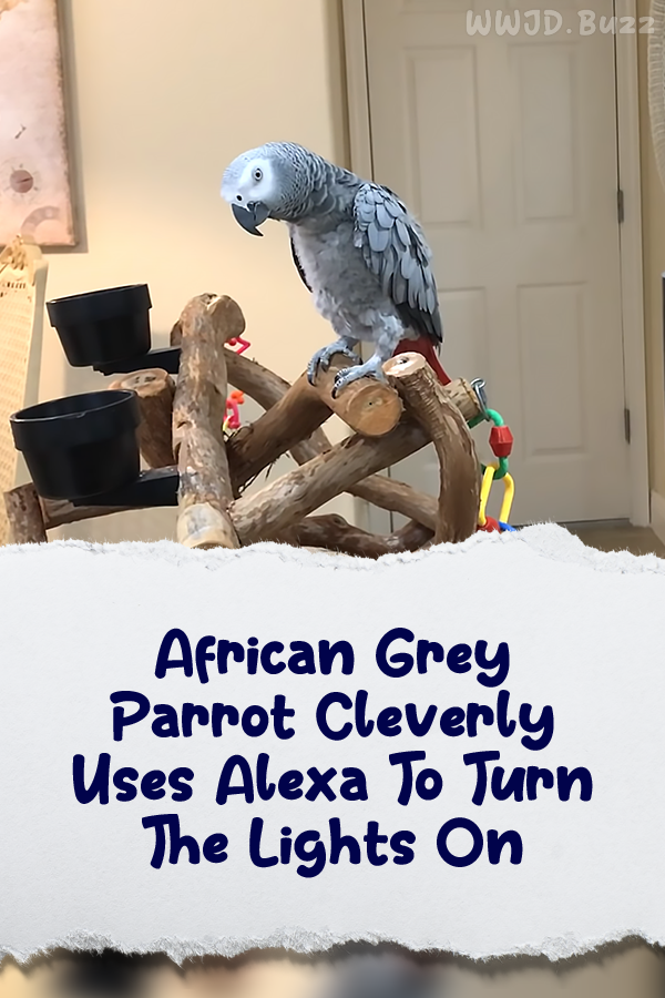 African Grey Parrot Cleverly Uses Alexa To Turn The Lights On