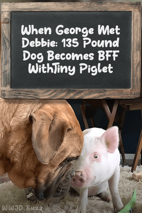 When George Met Debbie: 135 Pound Dog Becomes BFF With Tiny Piglet