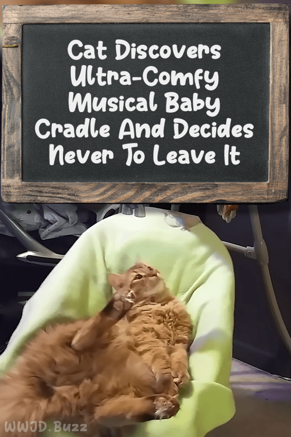 Cat Discovers Ultra-Comfy Musical Baby Cradle And Decides Never To Leave It
