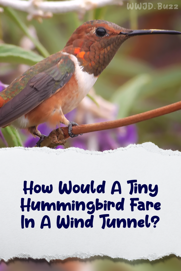 How Would A Tiny Hummingbird Fare In A Wind Tunnel?