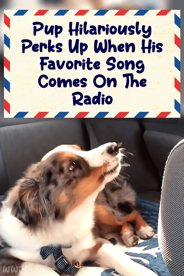 Pup Hilariously Perks Up When His Favorite Song Comes On The Radio