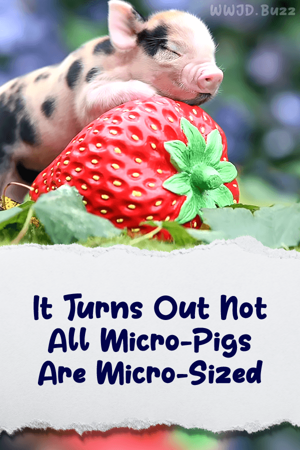 It Turns Out Not All Micro-Pigs Are Micro-Sized
