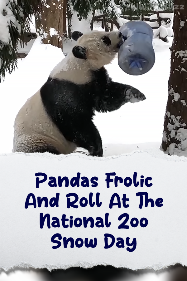 Pandas Frolic And Roll At The National Zoo Snow Day
