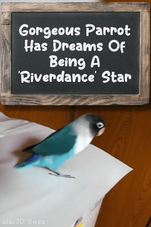 Gorgeous Parrot Has Dreams Of Being A \'Riverdance\' Star