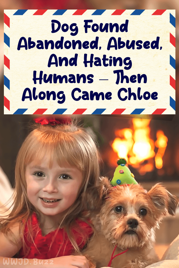 Dog Found Abandoned, Abused, And Hating Humans – Then Along Came Chloe