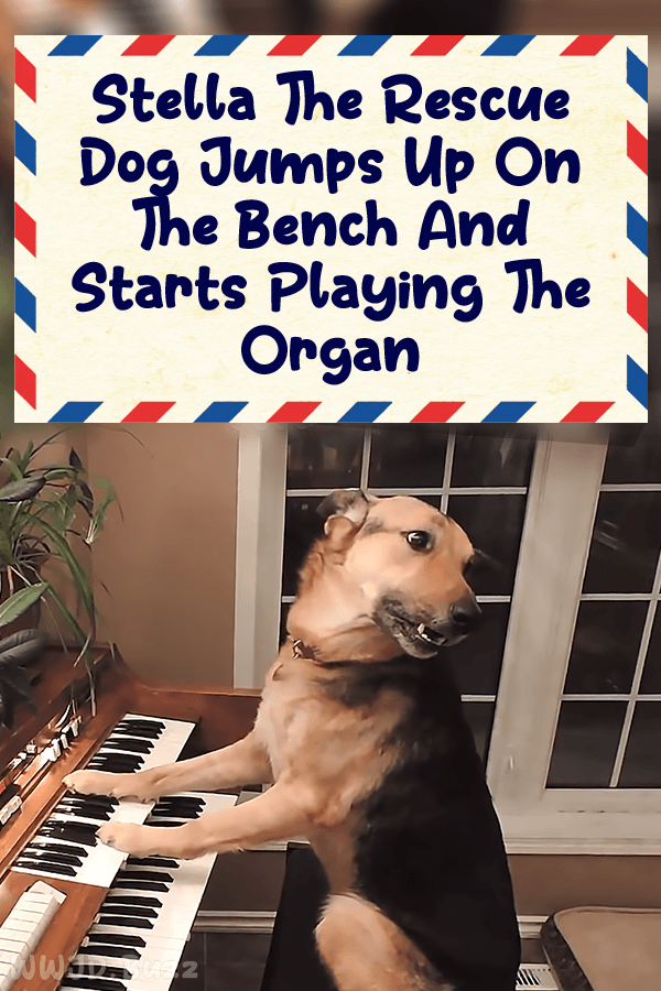 Stella The Rescue Dog Jumps Up On The Bench And Starts Playing The Organ
