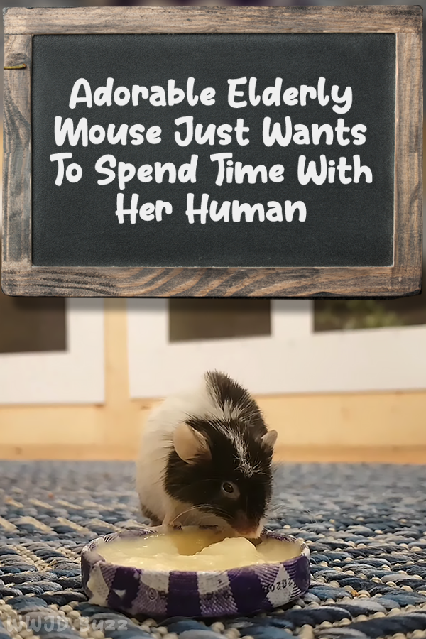 Adorable Elderly Mouse Just Wants To Spend Time With Her Human