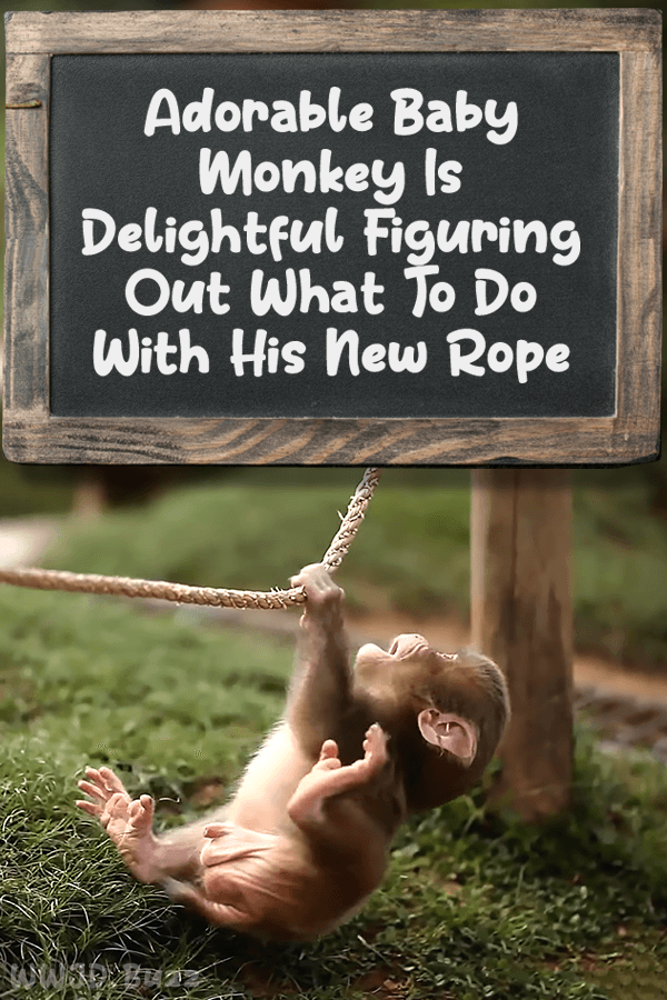 Adorable Baby Monkey Is Delightful Figuring Out What To Do With His New Rope