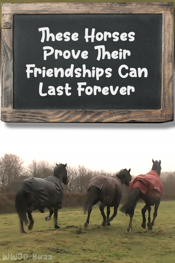These Horses Prove Their Friendships Can Last Forever