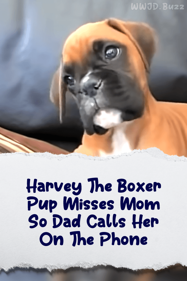 Harvey The Boxer Pup Misses Mom So Dad Calls Her On The Phone