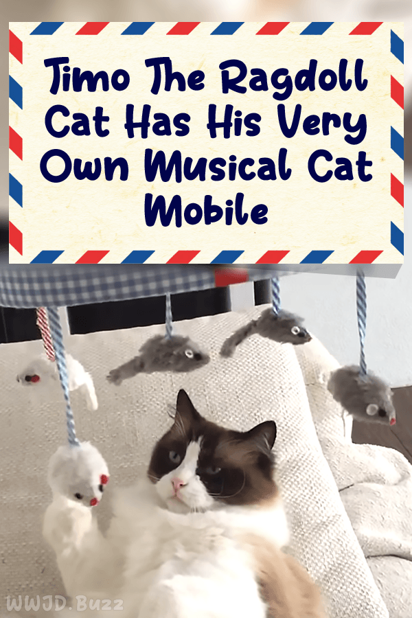 Timo The Ragdoll Cat Has His Very Own Musical Cat Mobile