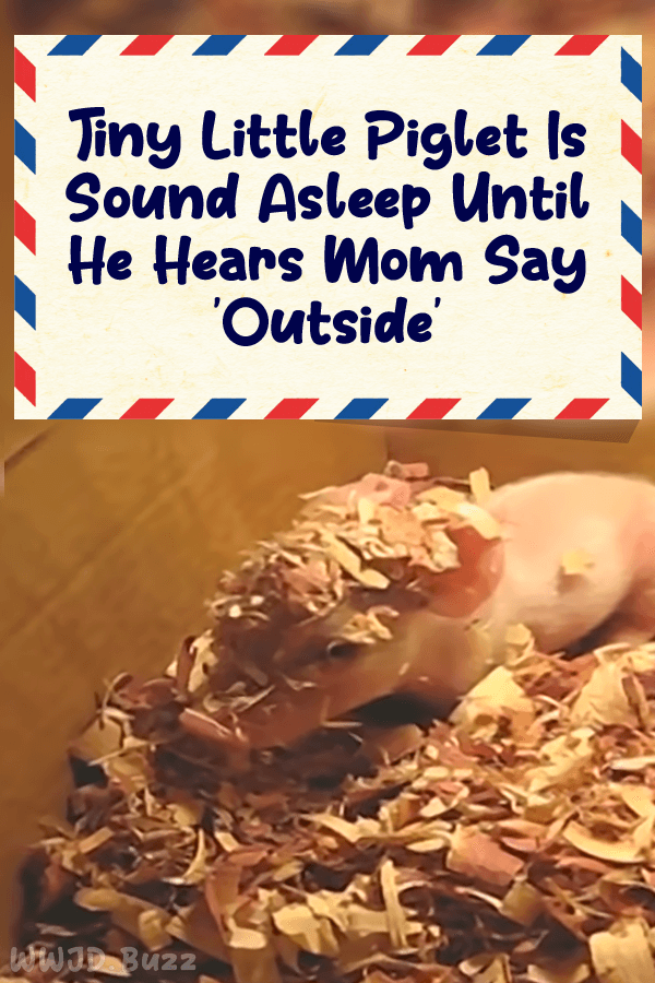 Tiny Little Piglet Is Sound Asleep Until He Hears Mom Say \'Outside\'
