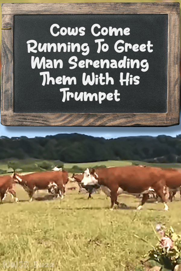 Cows Come Running To Greet Man Serenading Them With His Trumpet