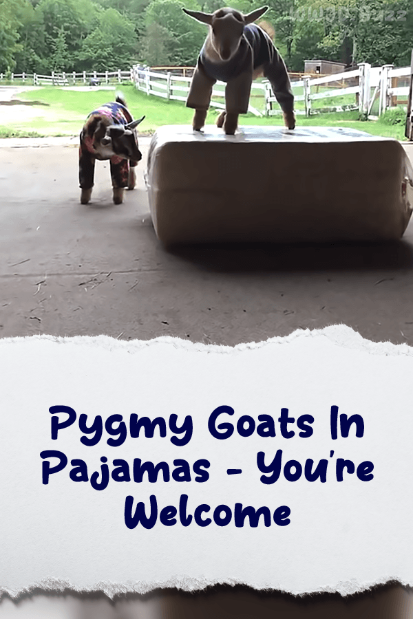 Pygmy Goats in Pajamas - You\'re Welcome