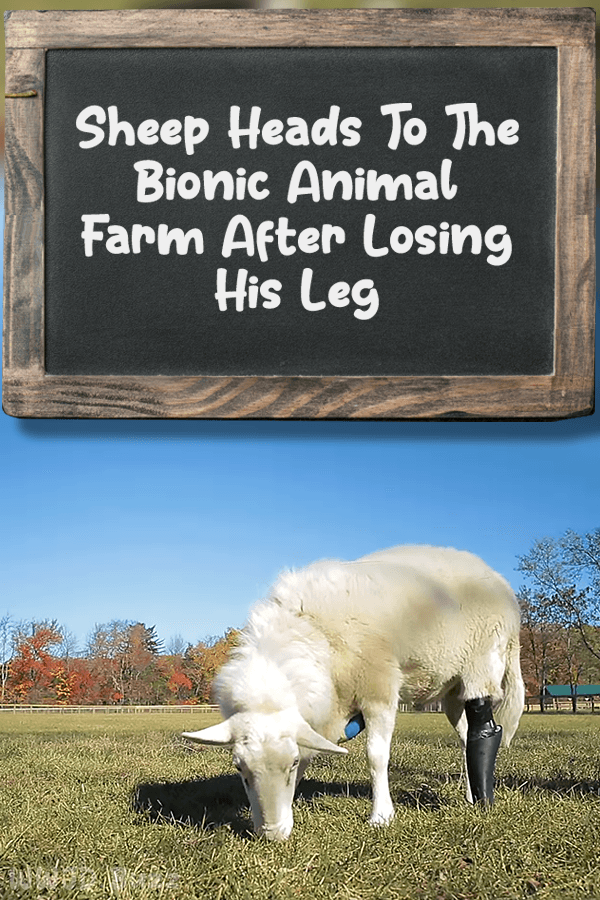 Sheep Heads To The Bionic Animal Farm After Losing His Leg