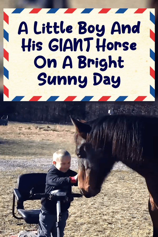 A Little Boy And His GIANT Horse On A Bright Sunny Day