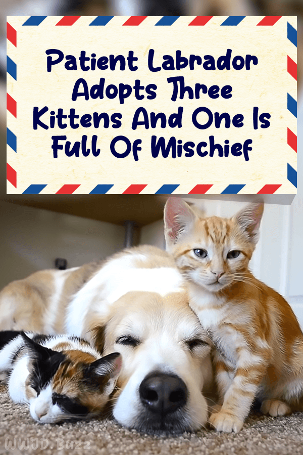 Patient Labrador Adopts Three Kittens And One Is Full Of Mischief