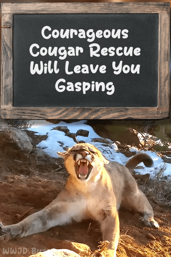 Courageous Cougar Rescue Will Leave You Gasping