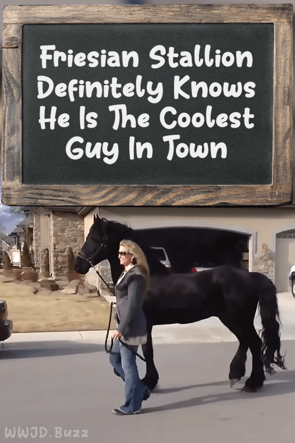 Friesian Stallion Definitely Knows He Is The Coolest Guy In Town