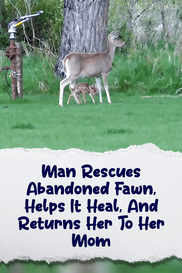Man Rescues Abandoned Fawn, Helps It Heal, And Returns Her To Her Mom
