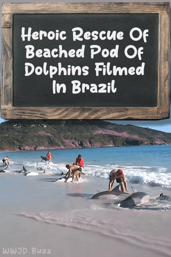 Heroic Rescue Of Beached Pod Of Dolphins Filmed In Brazil
