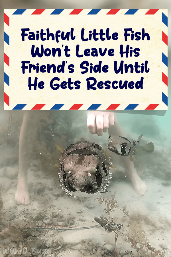 Faithful Little Fish Won\'t Leave His Friend\'s Side Until He Gets Rescued