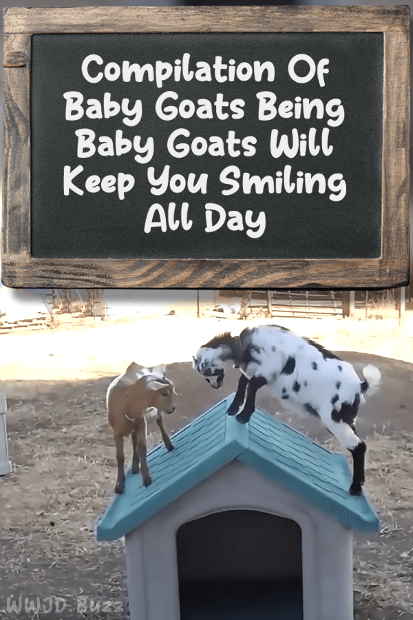 Compilation Of Baby Goats Being Baby Goats Will Keep You Smiling All Day