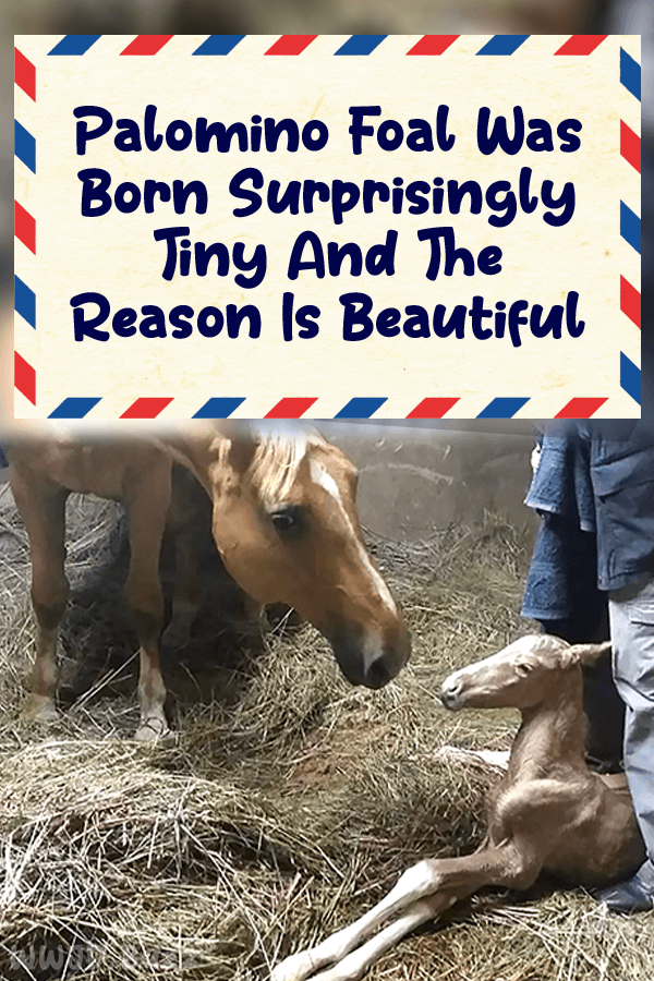 Palomino Foal Was Born Surprisingly Tiny And The Reason Is Beautiful