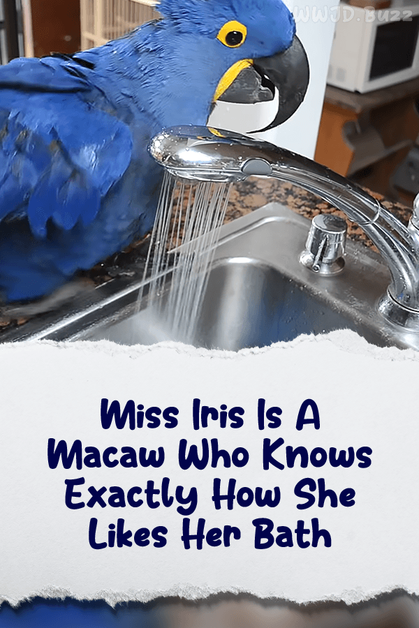 Miss Iris Is A Macaw Who Knows Exactly How She Likes Her Bath