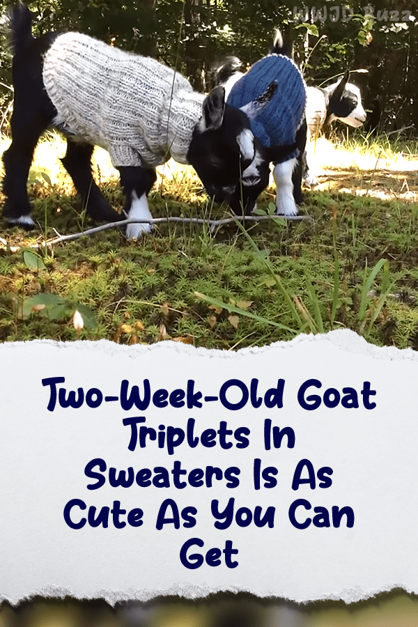 Two-Week-Old Goat Triplets In Sweaters Is As Cute As You Can Get