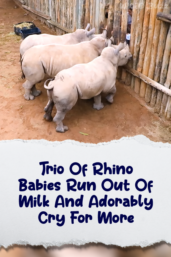 Trio Of Rhino Babies Run Out Of Milk And Adorably Cry For More