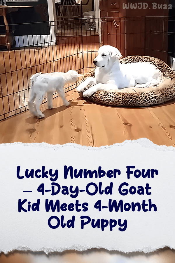 Lucky Number Four – 4-Day-Old Goat Kid Meets 4-Month Old Puppy