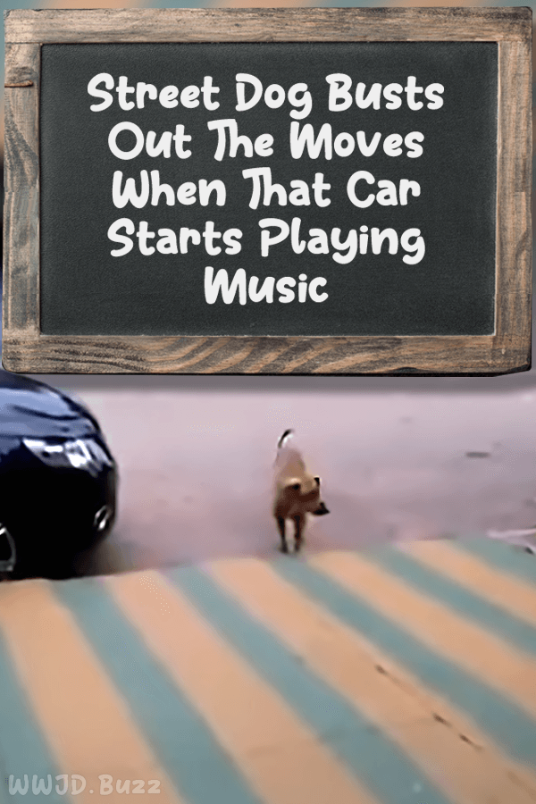 Street Dog Busts Out The Moves When That Car Starts Playing Music