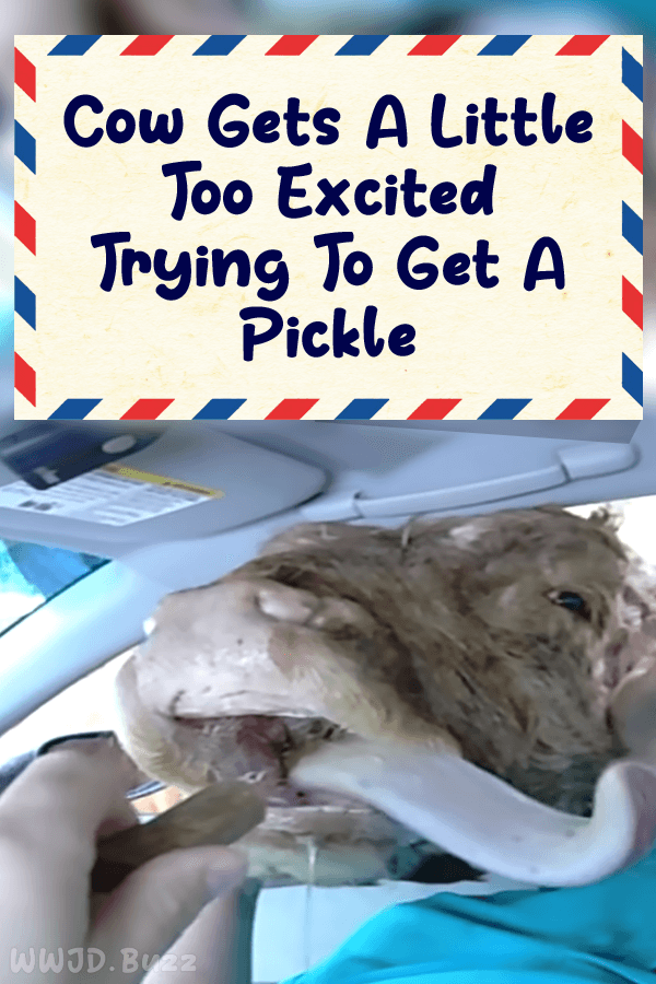 Cow Gets A Little Too Excited Trying To Get A Pickle