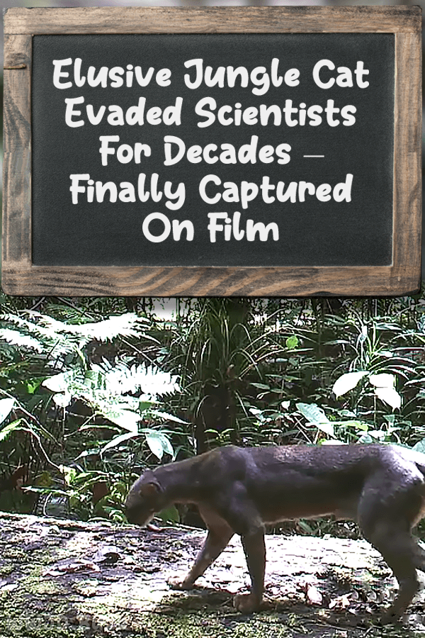 Elusive Jungle Cat Evaded Scientists For Decades – Finally Captured On Film