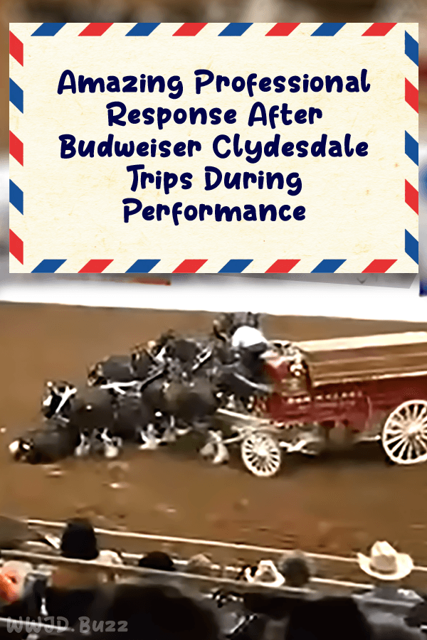 Amazing Professional Response After Budweiser Clydesdale Trips During Performance