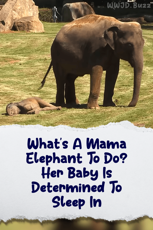 What\'s A Mama Elephant To Do? Her Baby Is Determined To Sleep In