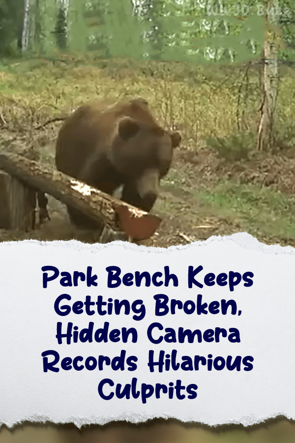 Park Bench Keeps Getting Broken, Hidden Camera Records Hilarious Culprits