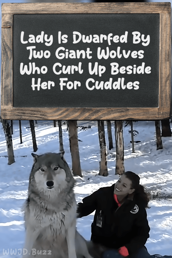 Lady Is Dwarfed By Two Giant Wolves Who Curl Up Beside Her For Cuddles